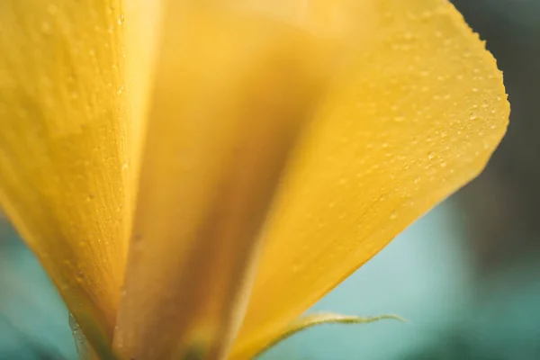 Close Tropical Yellow Flower Water Drops Petals — Stok fotoğraf