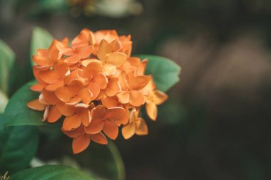 Orange flowers of jungle geranium in Thailand