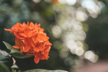 Orange flowers of jungle geranium in Thailand