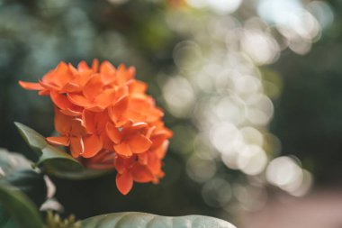Orange flowers of jungle geranium in Thailand