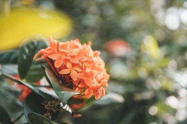 Orange flowers of jungle geranium in Thailand
