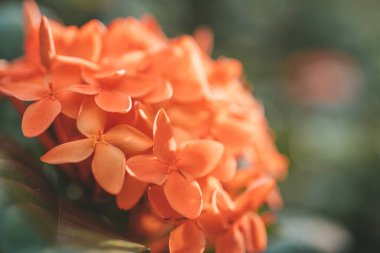 Orange flowers of jungle geranium in Thailand