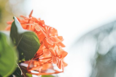 Orange flowers of jungle geranium in Thailand