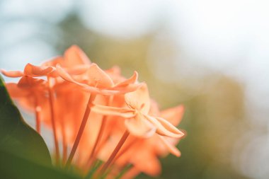 Orange flowers of jungle geranium in Thailand