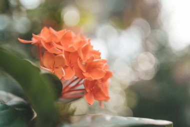 Orange flowers of jungle geranium in Thailand