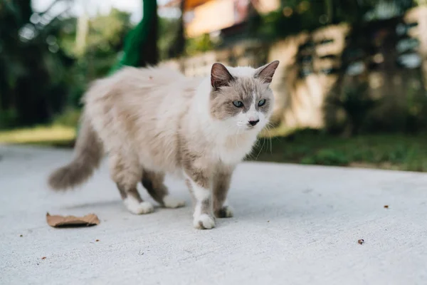 Long Haired Cat Laying Road Front House Thailand — Stockfoto
