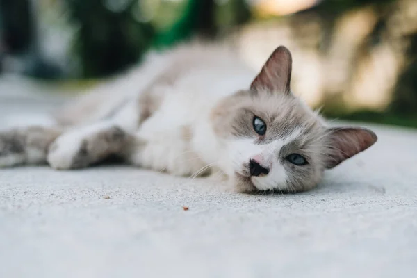 Chat Aux Cheveux Longs Allongé Sur Une Route Devant Une — Photo