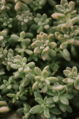 Chiang Mai bölgesindeki botanik kraliçesi bahçesinde sulu Pachyphytum oviferum.