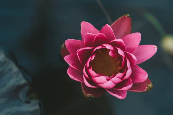Pink water lily flower on a dark water background. — Photo