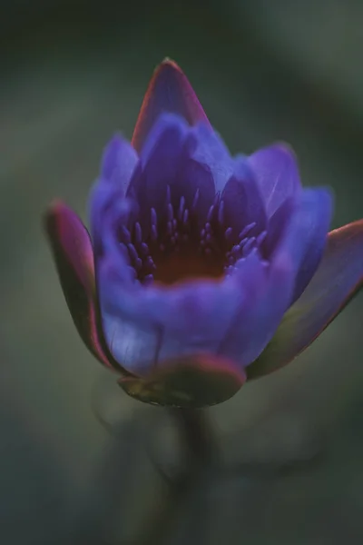 Purple water lily flower on a dark water background. — Foto Stock