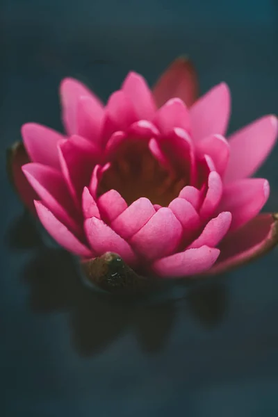 Bunga bunga lili air muda pada latar belakang air yang gelap. — Stok Foto