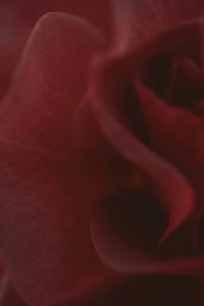 Close-up view of a red rose. Selective focus — Photo