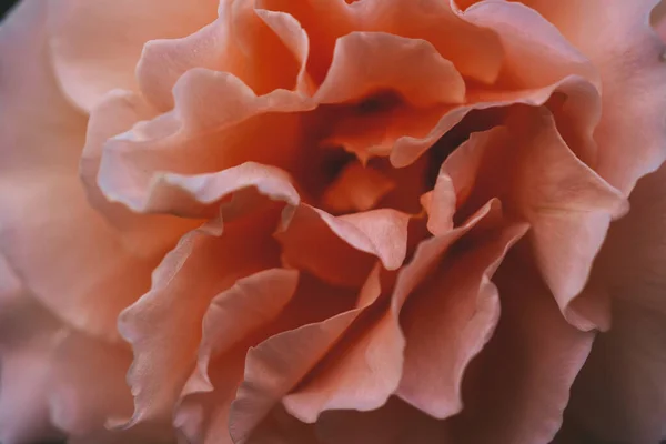 Close-up view of a Pink rose — Fotografia de Stock