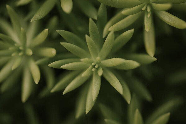 Succulent plant corsican stonecrop, sedum reflexum