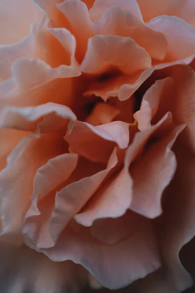 Close-up view of a Pink rose — Stock Photo, Image