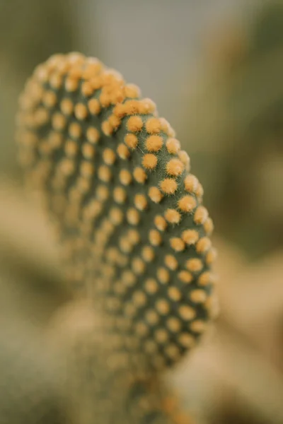 Makro pohled na kaktus Opuntia Microdasys nebo králičí uši kaktus — Stock fotografie