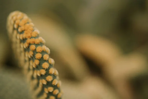 Makro pohled na kaktus Opuntia Microdasys nebo králičí uši kaktus — Stock fotografie