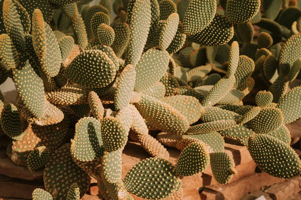 Macro view of Cactus Opuntia Microdasys or bunny ears cactus — Stockfoto