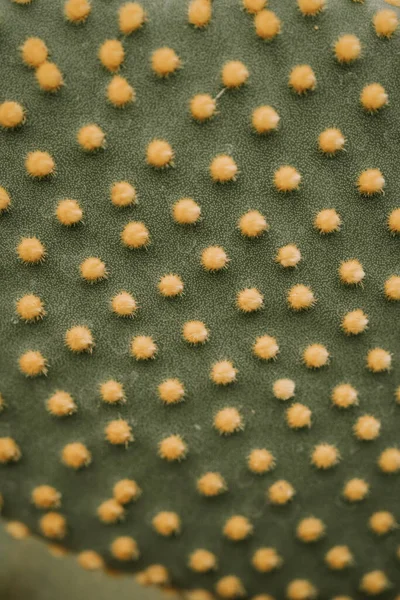 Macro view of Cactus Opuntia Microdasys or bunny ears cactus — стоковое фото