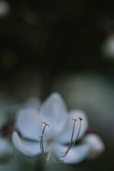 เลือกโฟกัสของดอกไม้สีขาว Clerodendrum ชมิดาม — ภาพถ่ายสต็อก