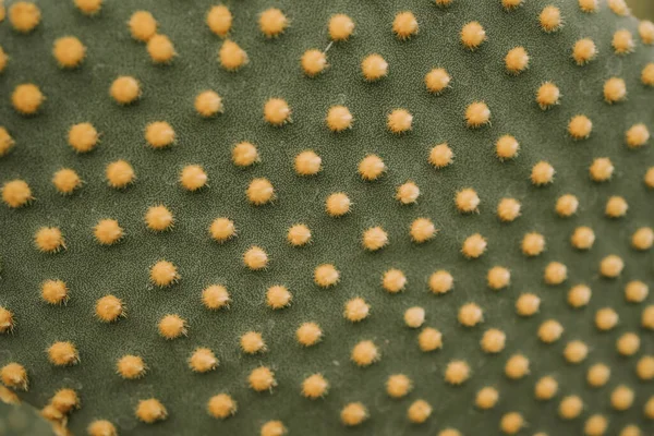 Macro view of Cactus Opuntia Microdasys or bunny ears cactus — Photo