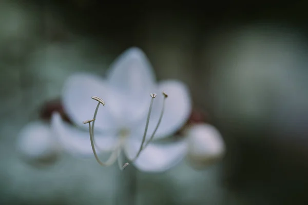 Beyaz çiçeğin seçici odak noktası Clerodendrum schmidtii — Stok fotoğraf