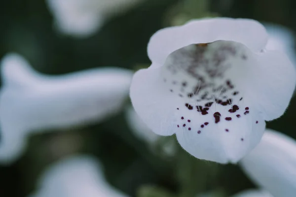 Perbungaan putih dari ekor rubah ungu juga disebut Fairy Thimbles Gloxiniaeflora dengan bunga berbintik ungu Stok Lukisan  