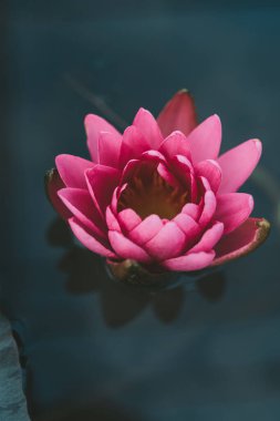 Pembe nilüfer çiçeği koyu su arka planında. 