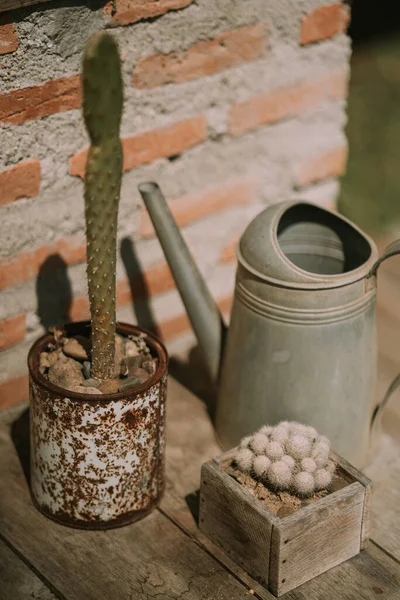 Watering can and pots with cacti on a wooden table — стоковое фото