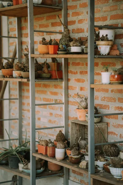 A metal shelf with pots with plants. Selective focus — Fotografia de Stock