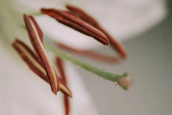 Zambak yapraklarının makro görüntüsü. Seçici odaklanma. Bulanık arkaplan — Stok fotoğraf