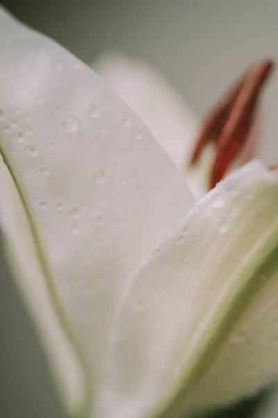 Macro view of lily petals. Selective focus. Blurred background — Fotografia de Stock