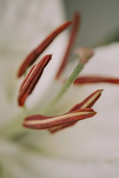 Macro view of lily petals. Selective focus. Blurred background — Zdjęcie stockowe