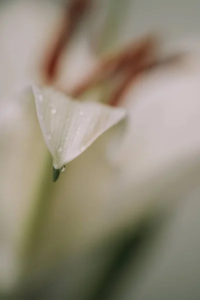 Macro view of lily petals. Selective focus. Blurred background — Fotografia de Stock