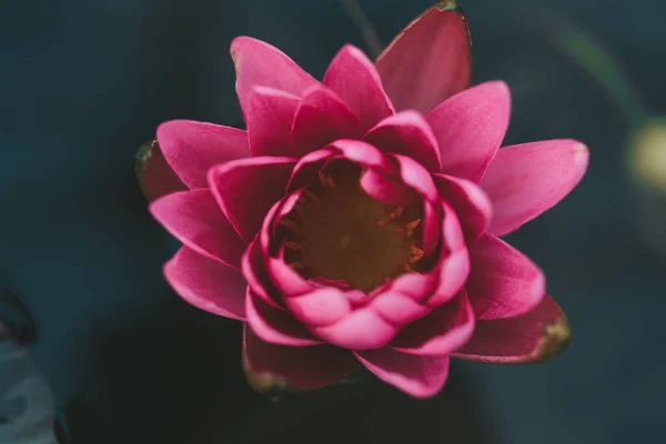 Bunga bunga lili air muda pada latar belakang air yang gelap. — Stok Foto