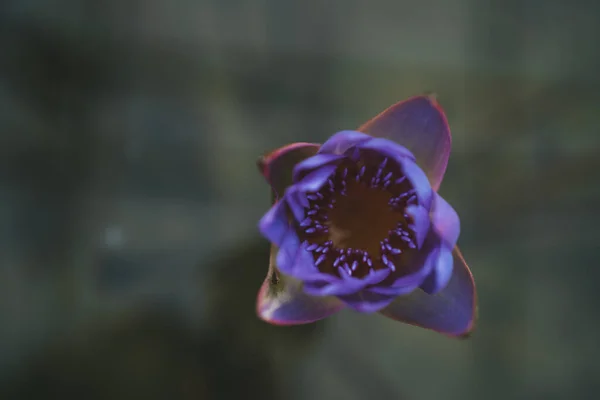 Purple water lily flower on a dark water background. — Foto Stock