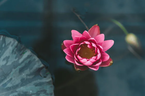 Pink water lily flower on a dark water background. — Stok Foto