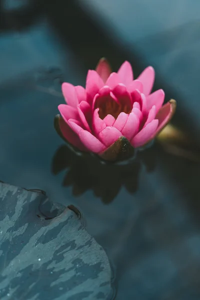 Pink water lily flower on a dark water background. — Stockfoto