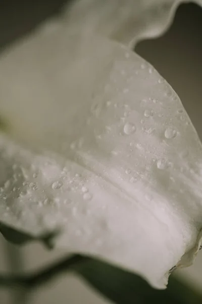 Macro view of lily petals. Selective focus. Blurred background — Stock Photo, Image