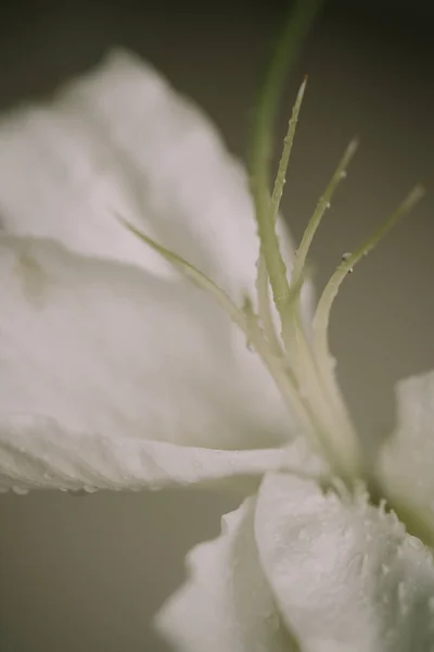 Macro view of lily petals. Selective focus. Blurred background — Zdjęcie stockowe