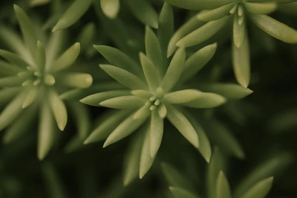 Šťavnatá rostlina korsický kámen, sedum reflexum — Stock fotografie