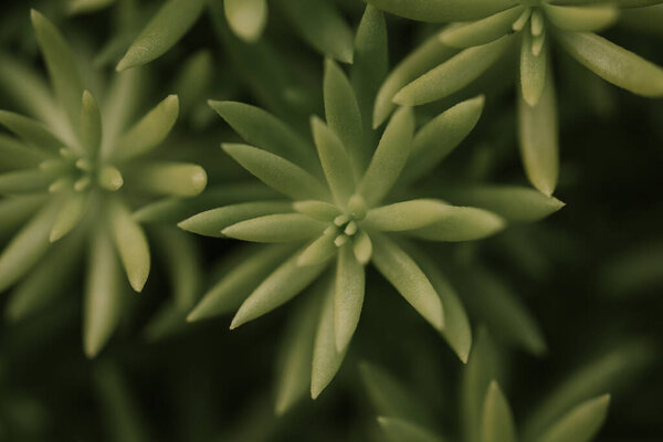 Succulent plant corsican stonecrop, sedum reflexum