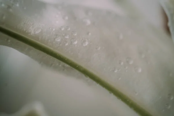 Zambak yapraklarının makro görüntüsü. Seçici odaklanma. Bulanık arkaplan — Stok fotoğraf