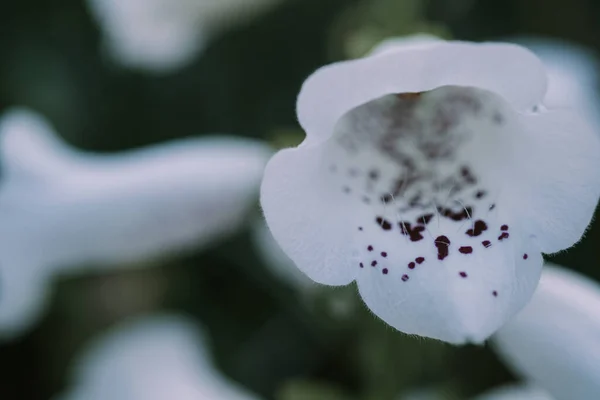 Perbungaan putih dari ekor rubah ungu juga disebut Fairy Thimbles Gloxiniaeflora dengan bunga berbintik ungu — Stok Foto