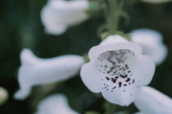 Perbungaan putih dari ekor rubah ungu juga disebut Fairy Thimbles Gloxiniaeflora dengan bunga berbintik ungu Stok Gambar Bebas Royalti