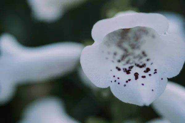 Perbungaan putih dari ekor rubah ungu juga disebut Fairy Thimbles Gloxiniaeflora dengan bunga berbintik ungu Stok Foto Bebas Royalti