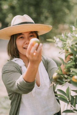 Taylandlı kadın mandalina topluyor.