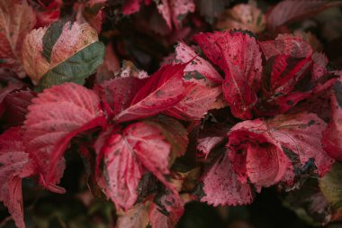 Doğanın soyut arkaplanı için Bakır Yaprak veya Acalypha Wilkesiana 'yı kapat.