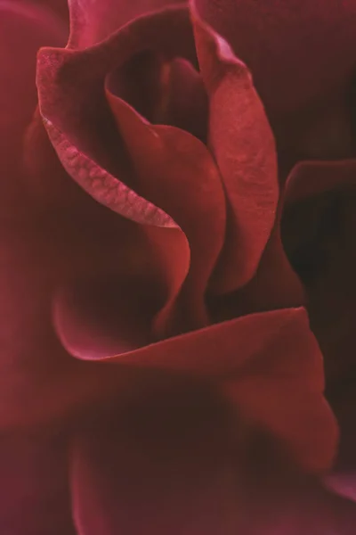 Close-up van een rode roos. Selectieve focus — Stockfoto