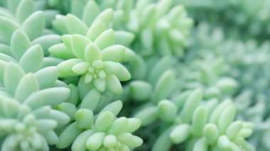 Chiang Mai bölgesindeki botanik kraliçesi bahçesinde sulu Pachyphytum oviferum.